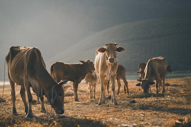 朝の山の景色、日の出の風景、動物のコンセプトで、牛の農場で畑で乾いたわらを食べる牛のグループ