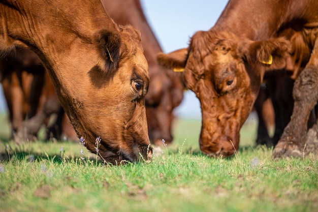 Group of cows eating grass together on farmland