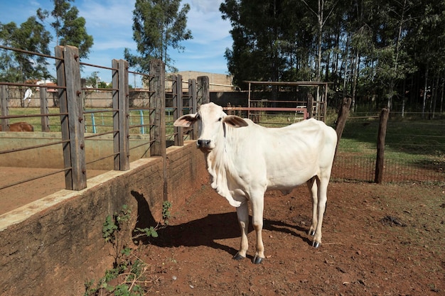 Group of cows on farm in a sunny day White nelore cattle