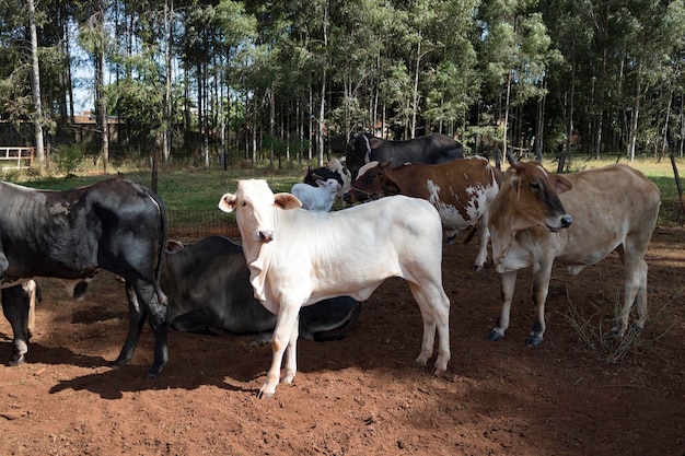 Group of cows on farm in a sunny day White nelore cattle