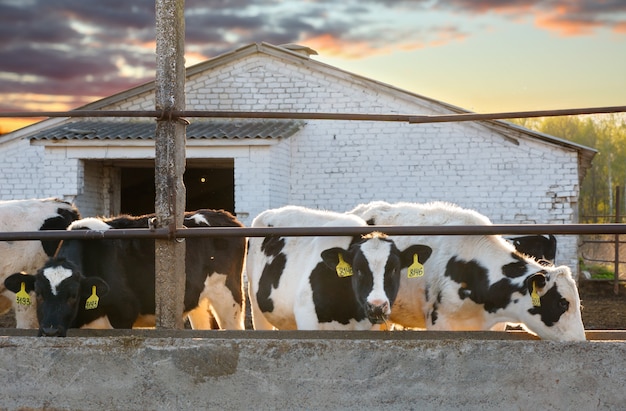 Group of cows on the farm