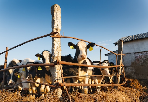 Group of cows on the farm