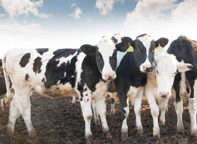 Группа коров на ферме
