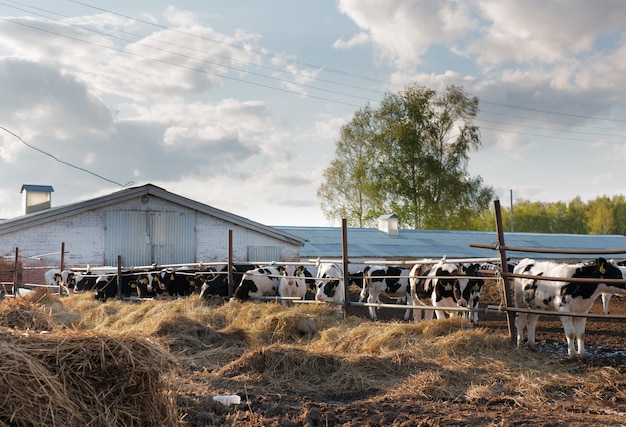 Group of cows on the farm