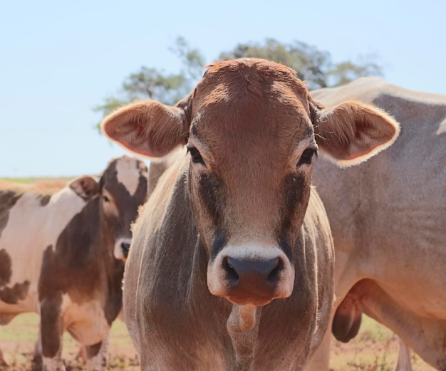 Group of cows on farm