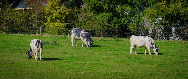 Group of cows in grassland panorama