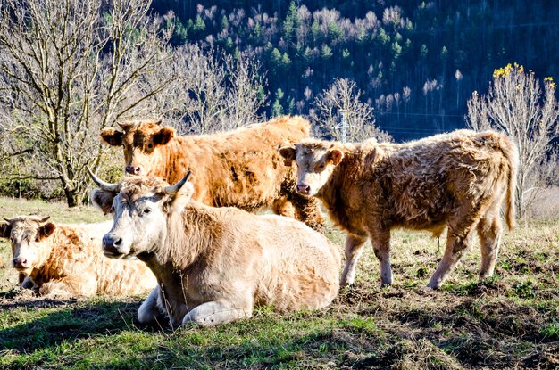 Group of cows grazing in the green fields of Ribes and Freser in Girona, Spain.