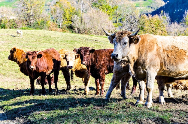 Group of cows grazing in the green fields of Ribes and Freser in Girona, Spain.