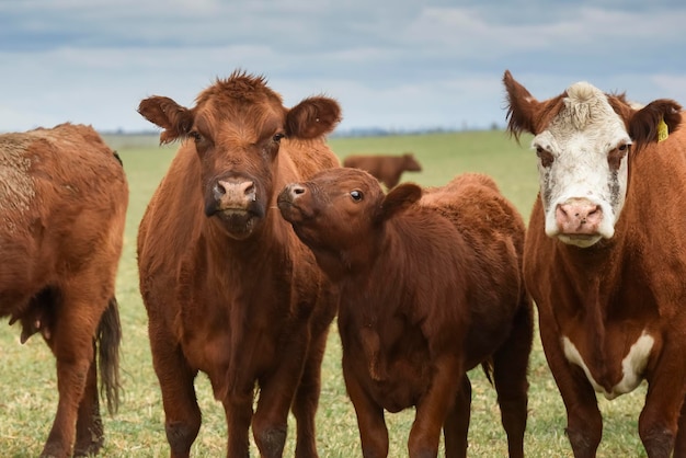 Group of cows looking at the camera Buenos Aires Province Argentina