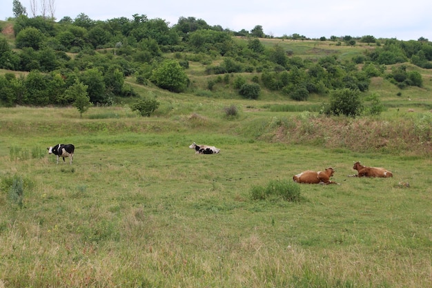 A group of cows lying in a field