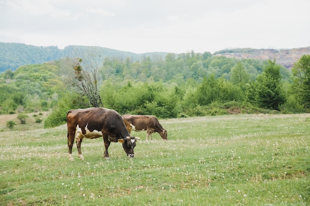 Group of cows stand upright on the edge of a meadow in a pasture