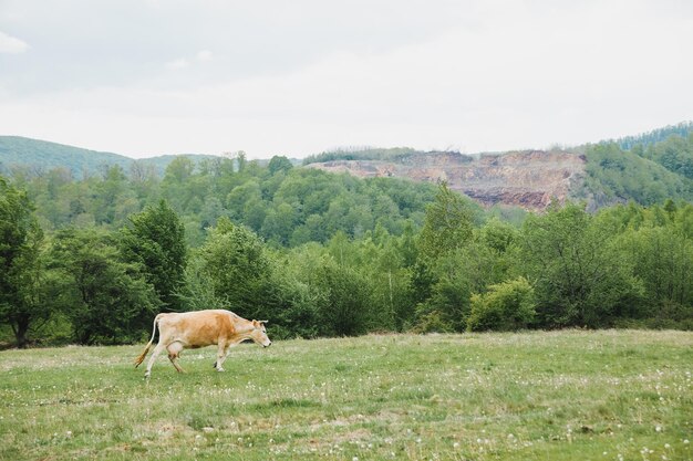 Group of cows stand upright on the edge of a meadow in a pasture