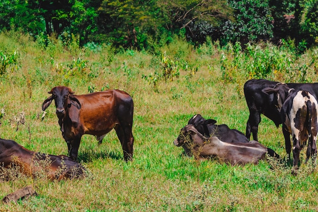 A group of cows standing watching in the green field Panorama of cows grazing in a meadow with grass and in the background the sunrise