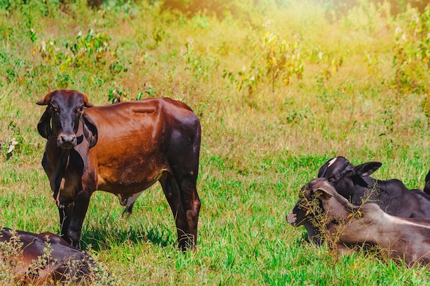 A group of cows standing watching in the green field Panorama of cows grazing in a meadow with grass and in the background the sunrise