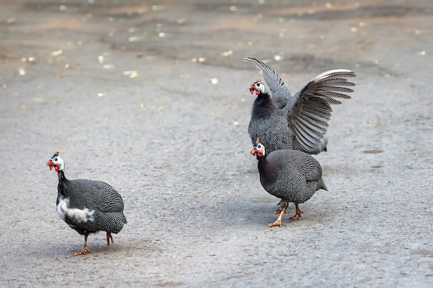 그룹 볏 Guineafowl. (Guttera pucherani). Kwazulu 출생, 남아프리카 공화국, 아프리카 새.