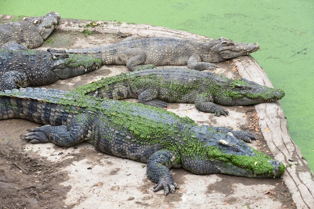 Photo group of crocodiles lying