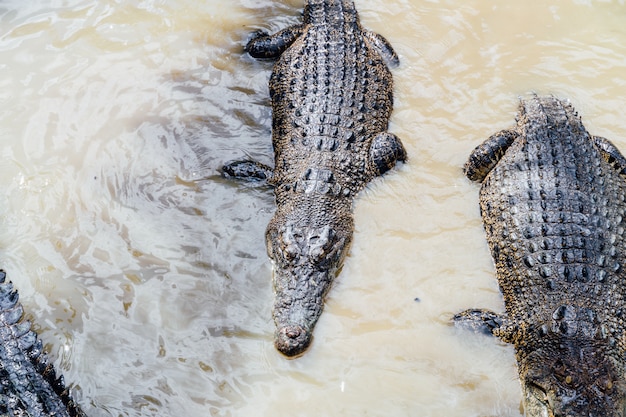 野生動物保護区で水中のワニのグループ