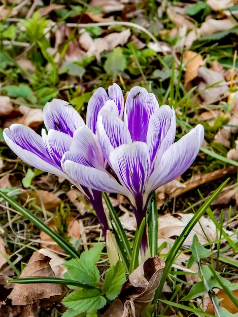 A group of crocus flowers are in the grass.