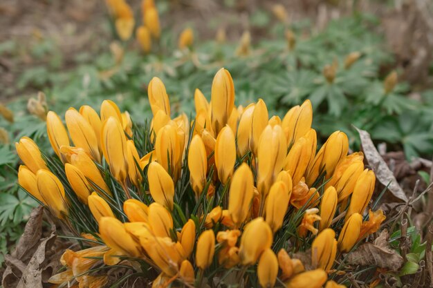 Group of crocus flowers on a spring meadow Crocus blossom Mountain flowers Spring landscape