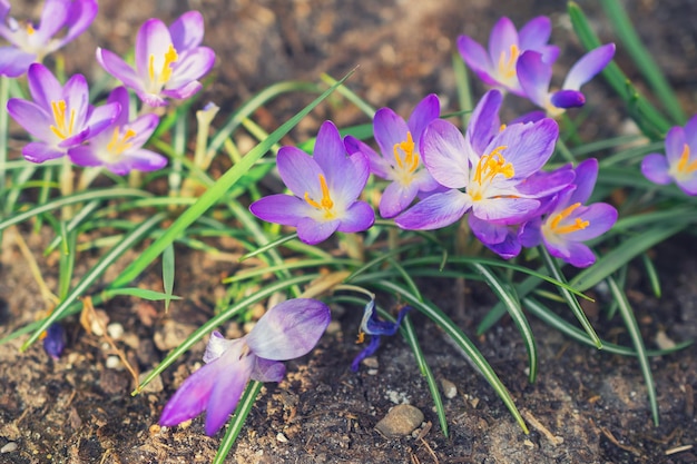 Group of crocus flowers on a spring meadow Crocus blossom Mountain flowers Spring landscape