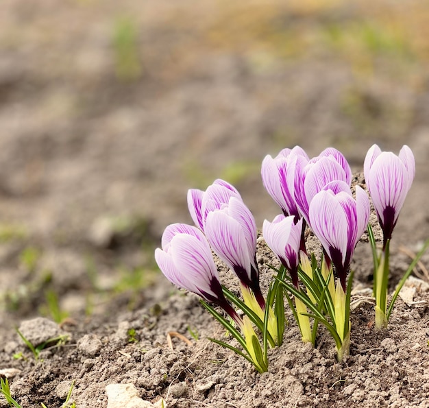 Photo a group of crocus flowers with purple tips.