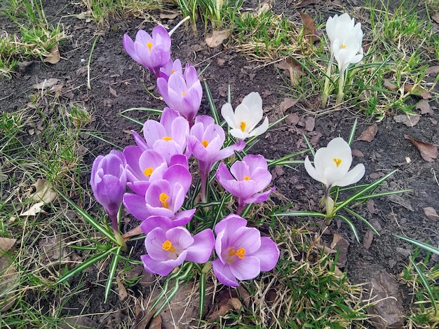 クロッカスの花の群れ