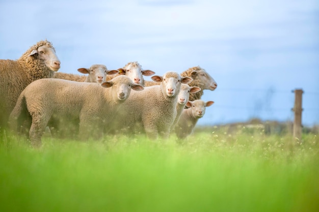 Group of curious sheep standing on the farm