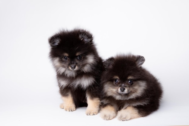 A group of cute fluffy pomeranian puppies on a white background cute pet calendar