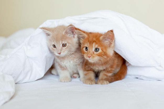 Группа милых котят лежит в белом одеяле