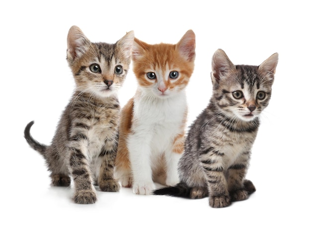 Group of cute little kittens on white background