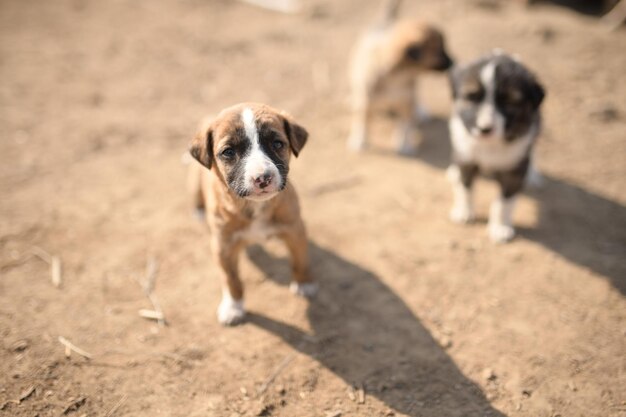 Photo group of cute puppies in village