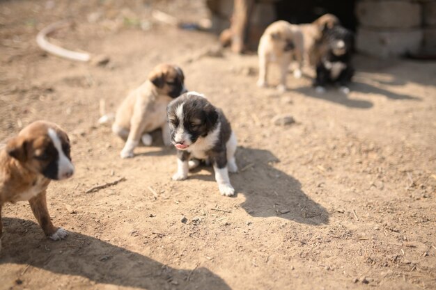 Photo group of cute puppies in village