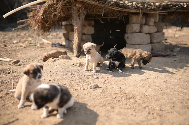 Photo group of cute puppies in village