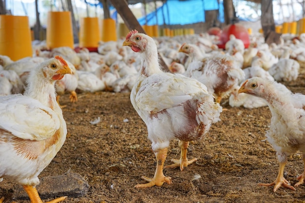 Group of cute white hens in the chicken coop on the farm