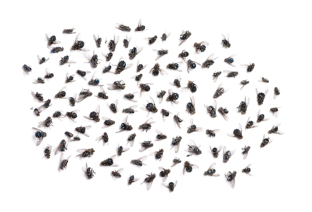 Group of dead flies, isolated on white