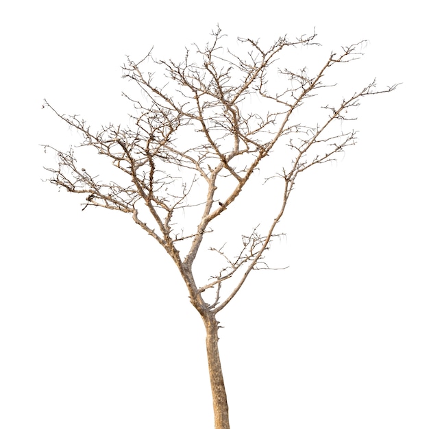 Group of dead tree isolated on white