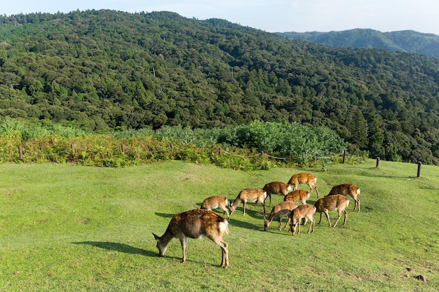 Group of deer eating grass