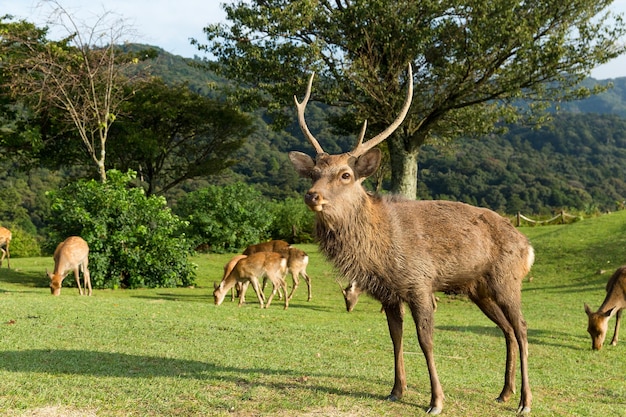 草を食べるシカの群れ