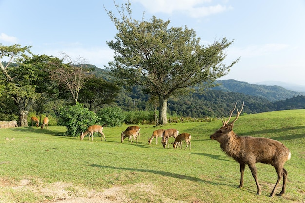 Group of deer at mountain