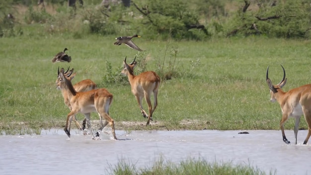 A group of deer running in a field