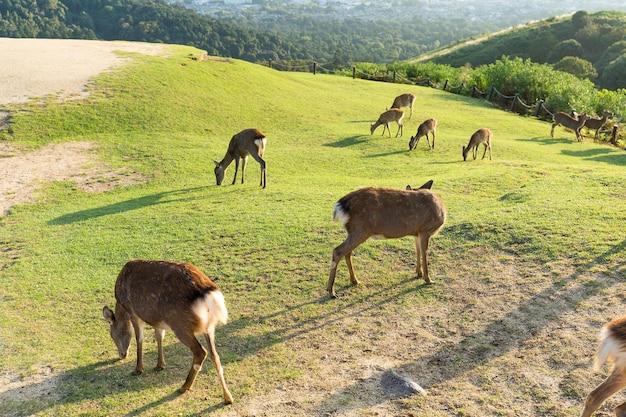 Group of deer