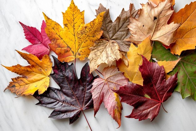 a group of different colored leaves on a marble surface