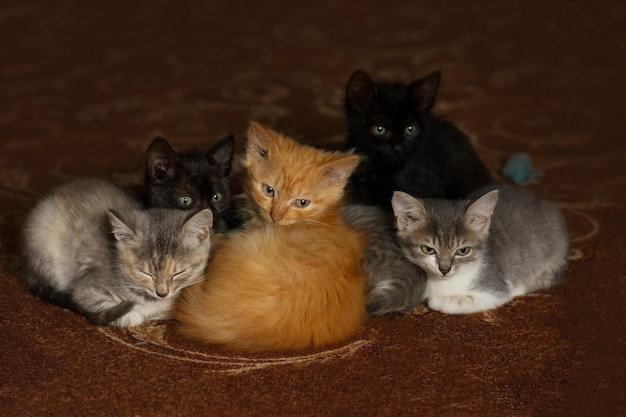 床にいるさまざまな5匹の子猫のグループ一緒に座っているさまざまな品種の小さな子猫5匹の小さな子猫
