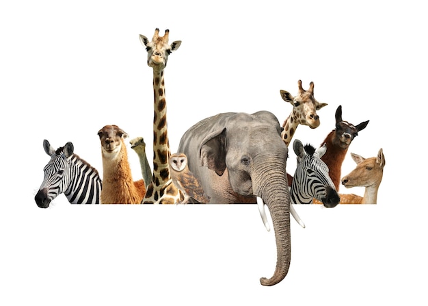 Group of different wild animals standing behind banner on white background collage