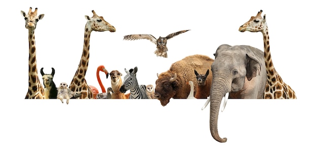 Group of different wild animals standing behind banner on white background collage