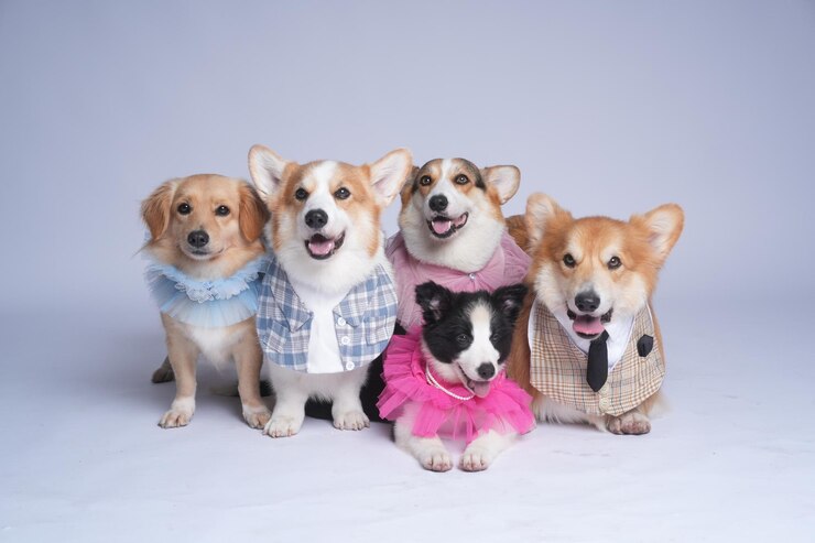 a group of dogs are posing for a photo together