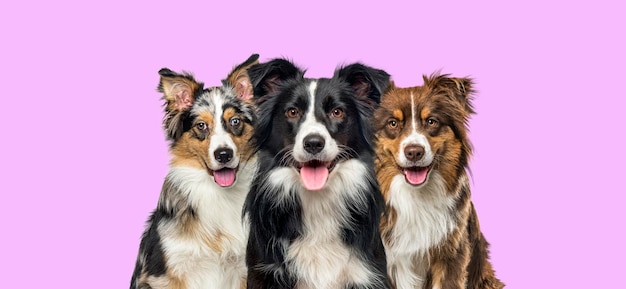 Group of dogs border collie and Australian Shepherd panting together on pink