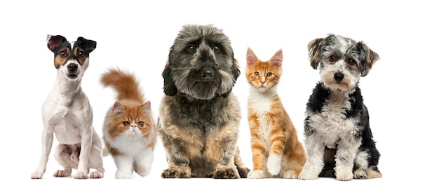 Group of dogs and cats in front of a white wall