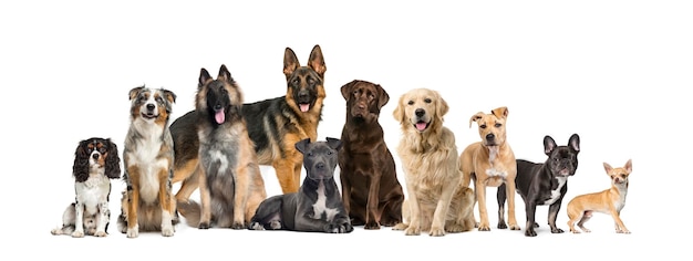 Group of dogs of different sizes and breeds looking at the camera some cute panting or happy in a row isolated on white