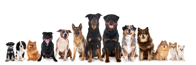 Photo group of dogs in front of white background